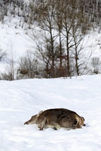 Carlos S. Campillo / ICAL Un animal muerto tras la nevada de Febrero en Portilla de la Reina 