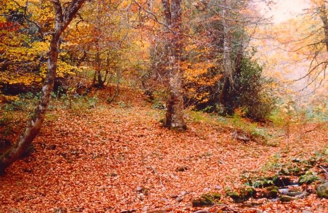 El otoño, espectacular en el bosque de Pardomino (municipio de Boñar).